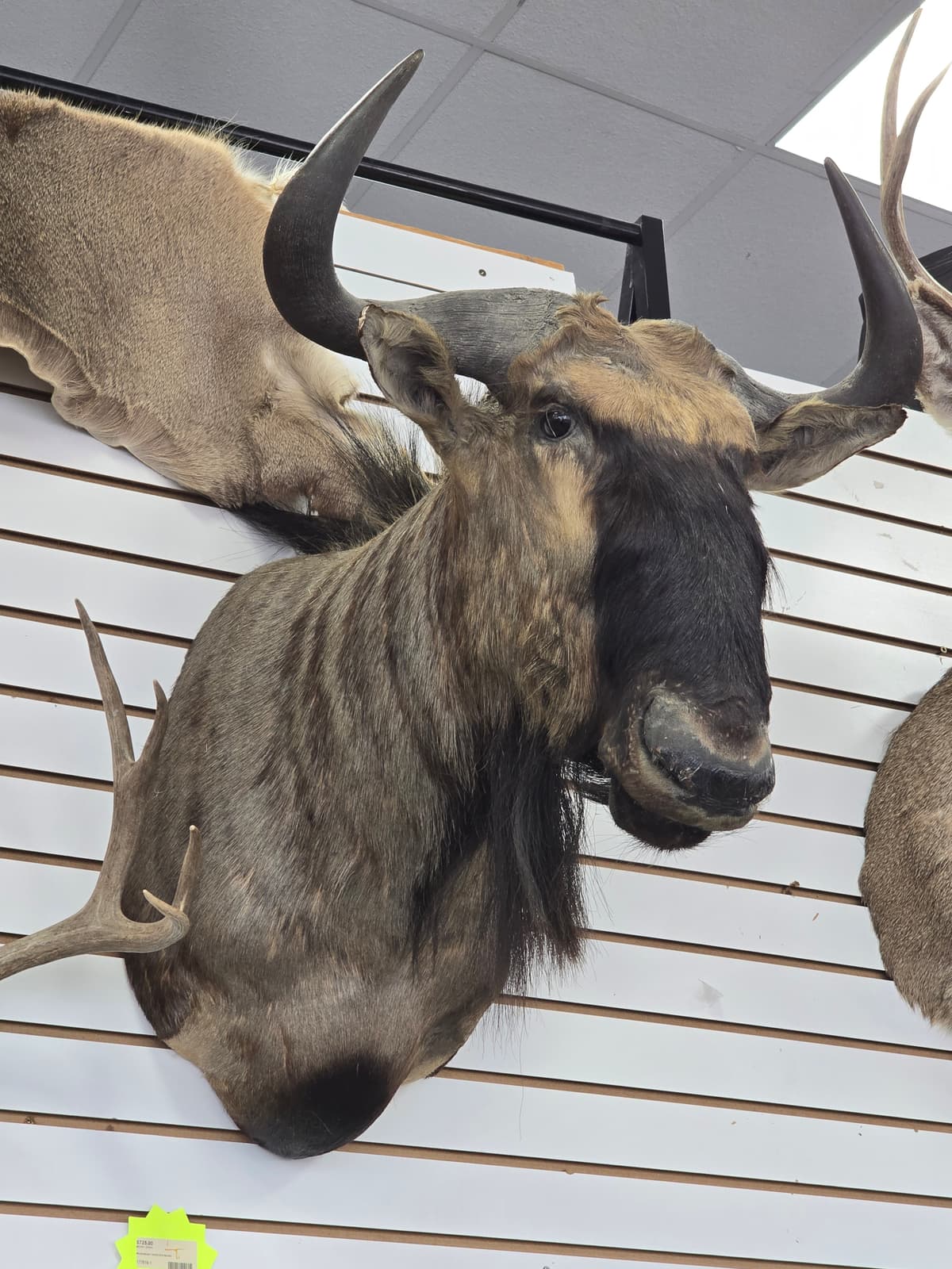 African Wildebeest Taxidermy Shoulder Mount - Dark Horns