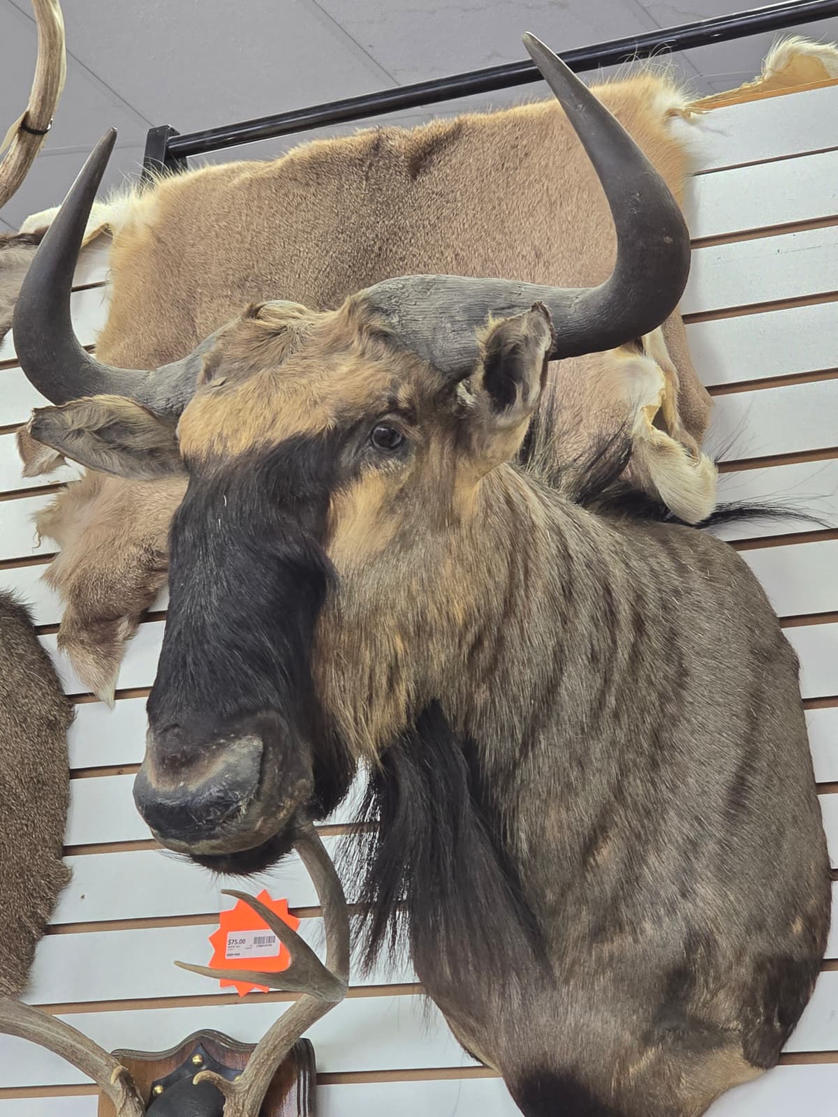 African Wildebeest Taxidermy Shoulder Mount - Dark Horns 2