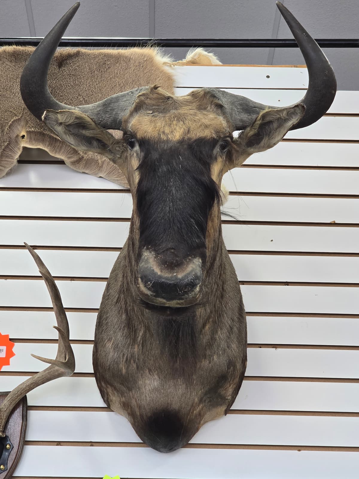 African Wildebeest Taxidermy Shoulder Mount - Dark Horns 3